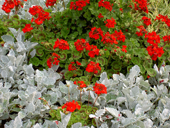 Matija Krismanich 43