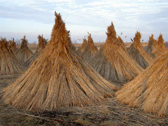 Matija Krismanich 66