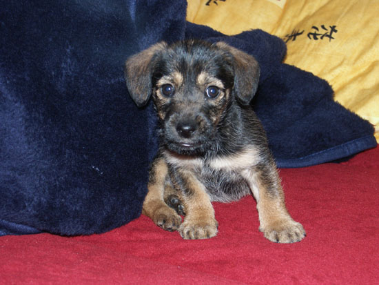 Matija Krismanich 68