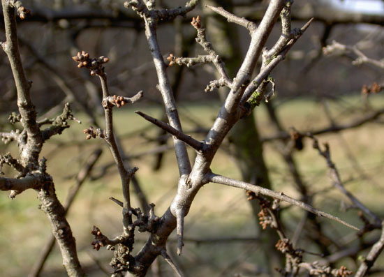 Matija Krismanich 69