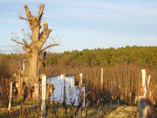 Matija Krismanich 74