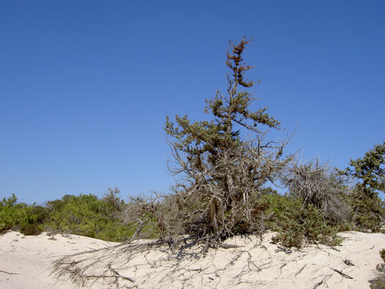 Matija Krismanich 75