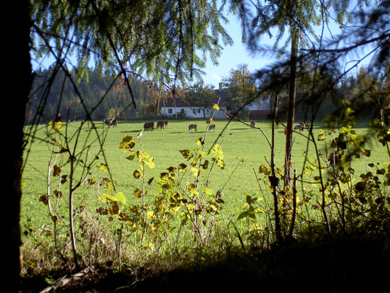 Matija Krismanich 79