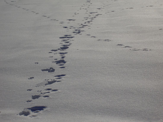 Matija Krismanich 81