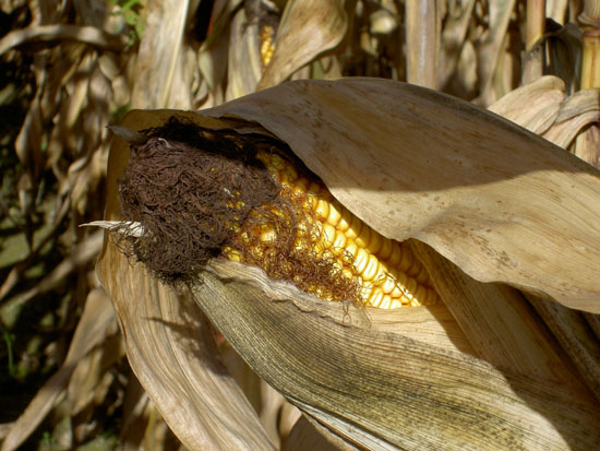 Matija Krismanich 82