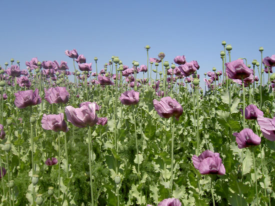 Matija Krismanich 83