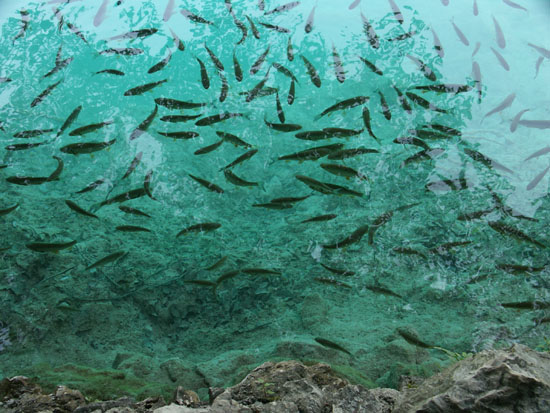 Matija Krismanich 84