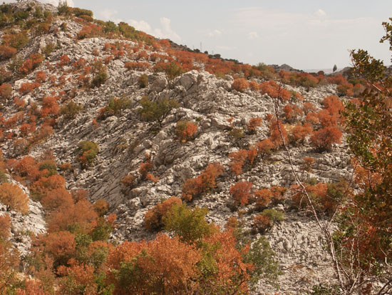 Matija Krismanich 86