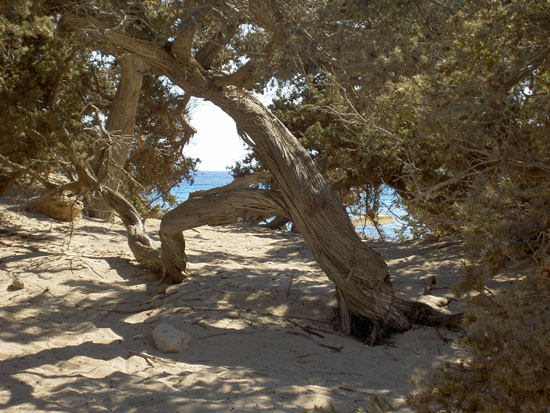 Matija Krismanich 89