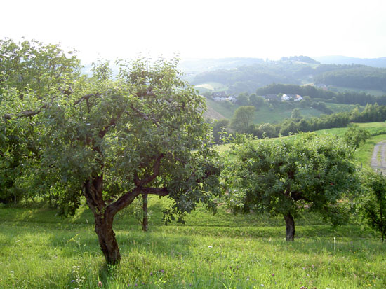 Matija Krismanich 90