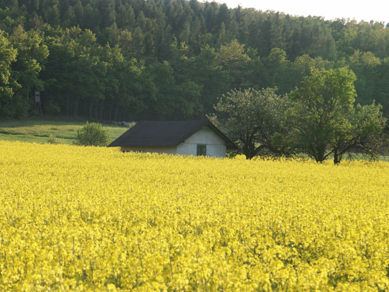 Matija Krismanich 94